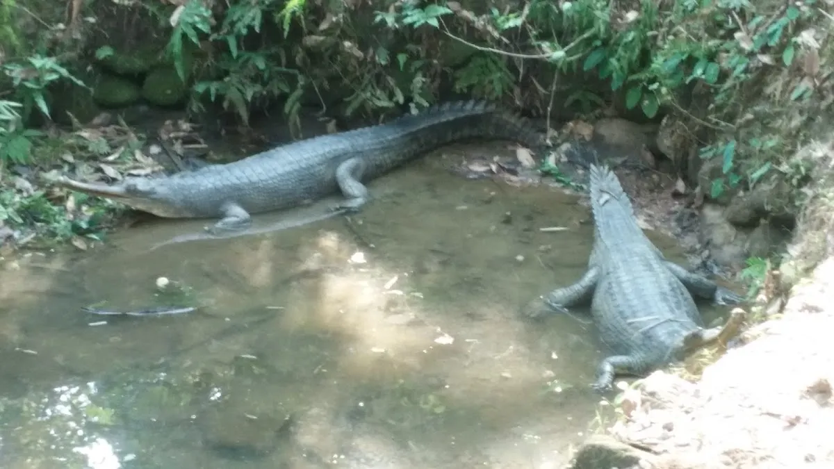 Itanagar Zoo