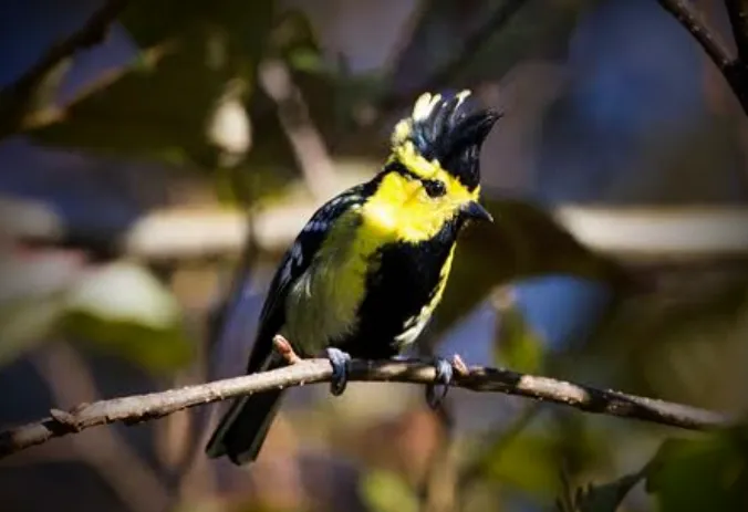 Eaglenest Wildlife Sanctuary