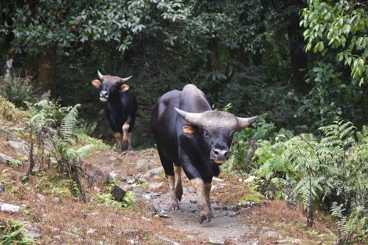 Mehao Wildlife Sanctuary - photo 3