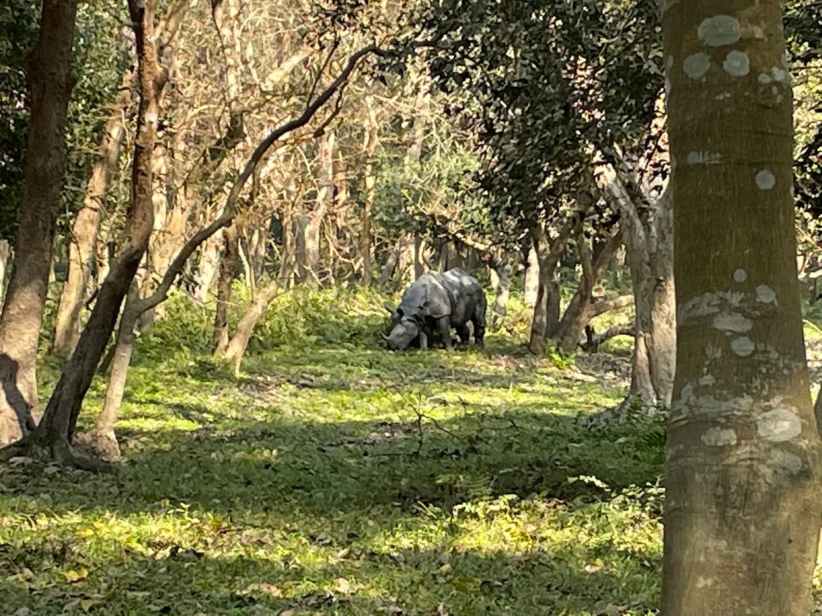Pobitora Wildlife Sanctuary - photo 3