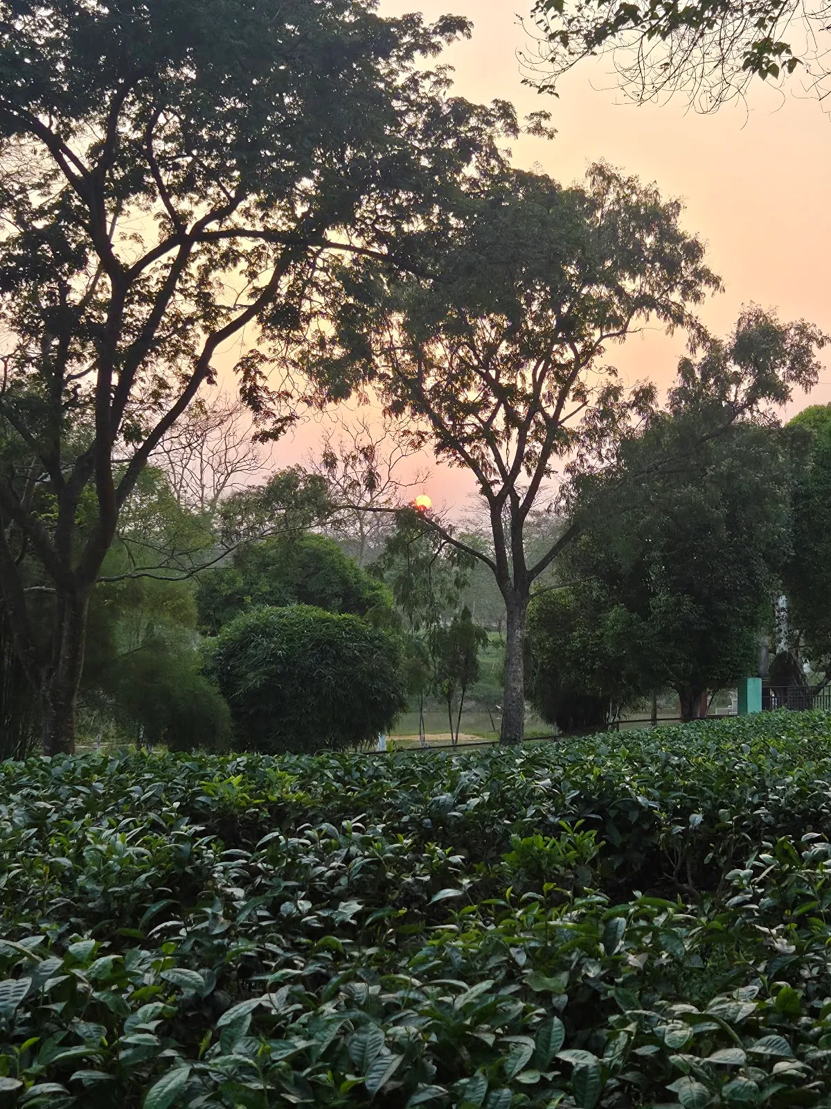 Durgabari Tea Estate - photo 2