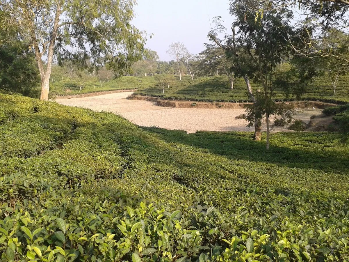 Durgabari Tea Estate - photo 3