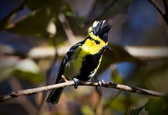 Eaglenest Wildlife Sanctuary