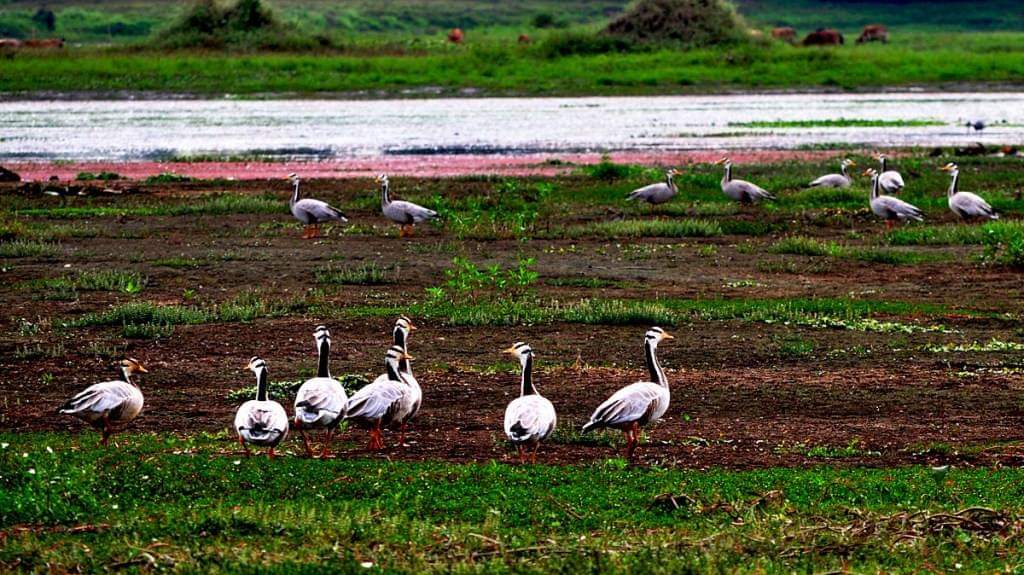 Dibru Saikhowa National Park photo 2