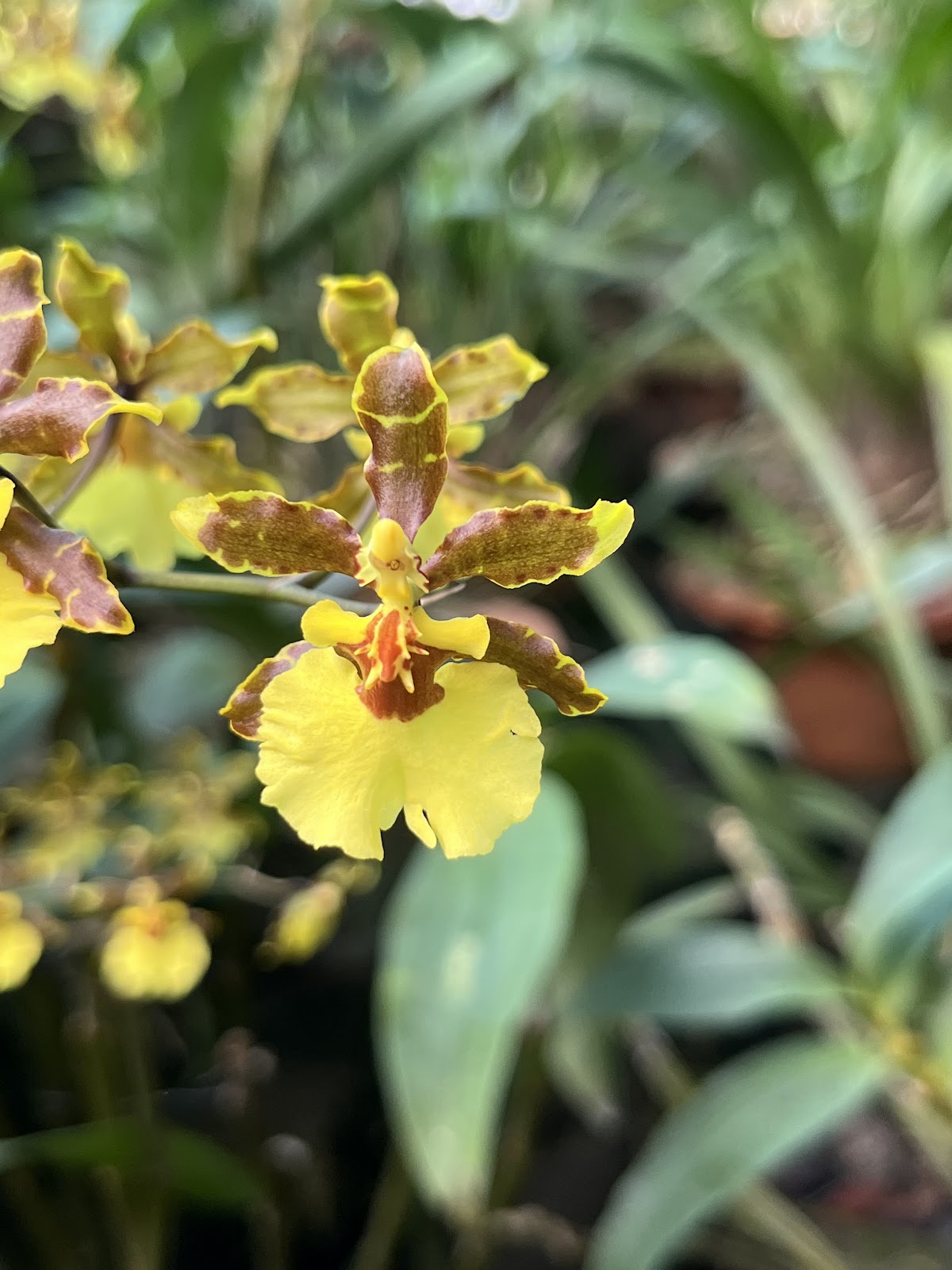 Kaziranga National Orchid and Biodiversity Park photo 2