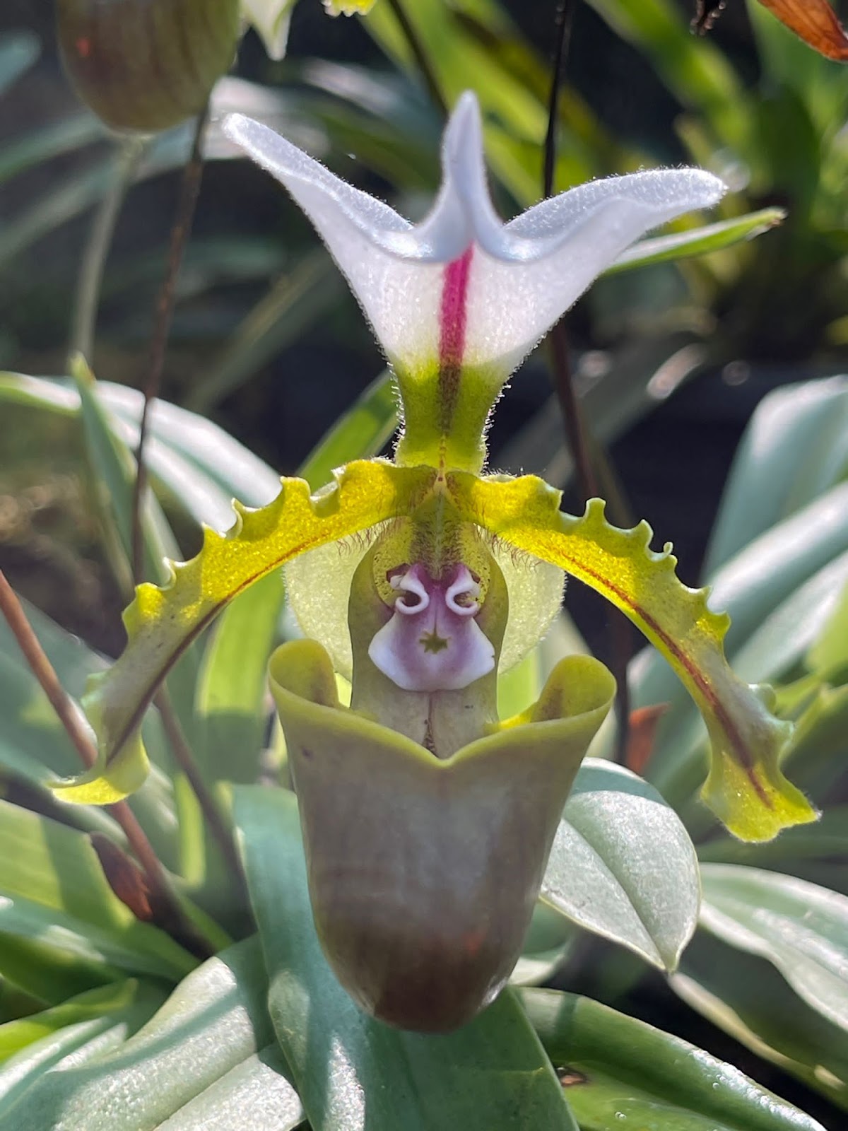 Kaziranga National Orchid and Biodiversity Park photo 3