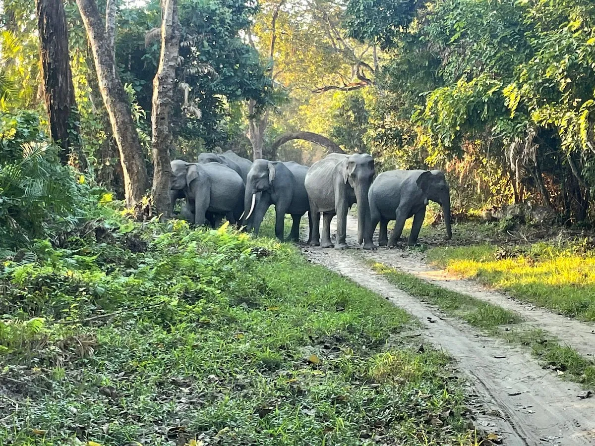 Kaziranga National Park - photo 2