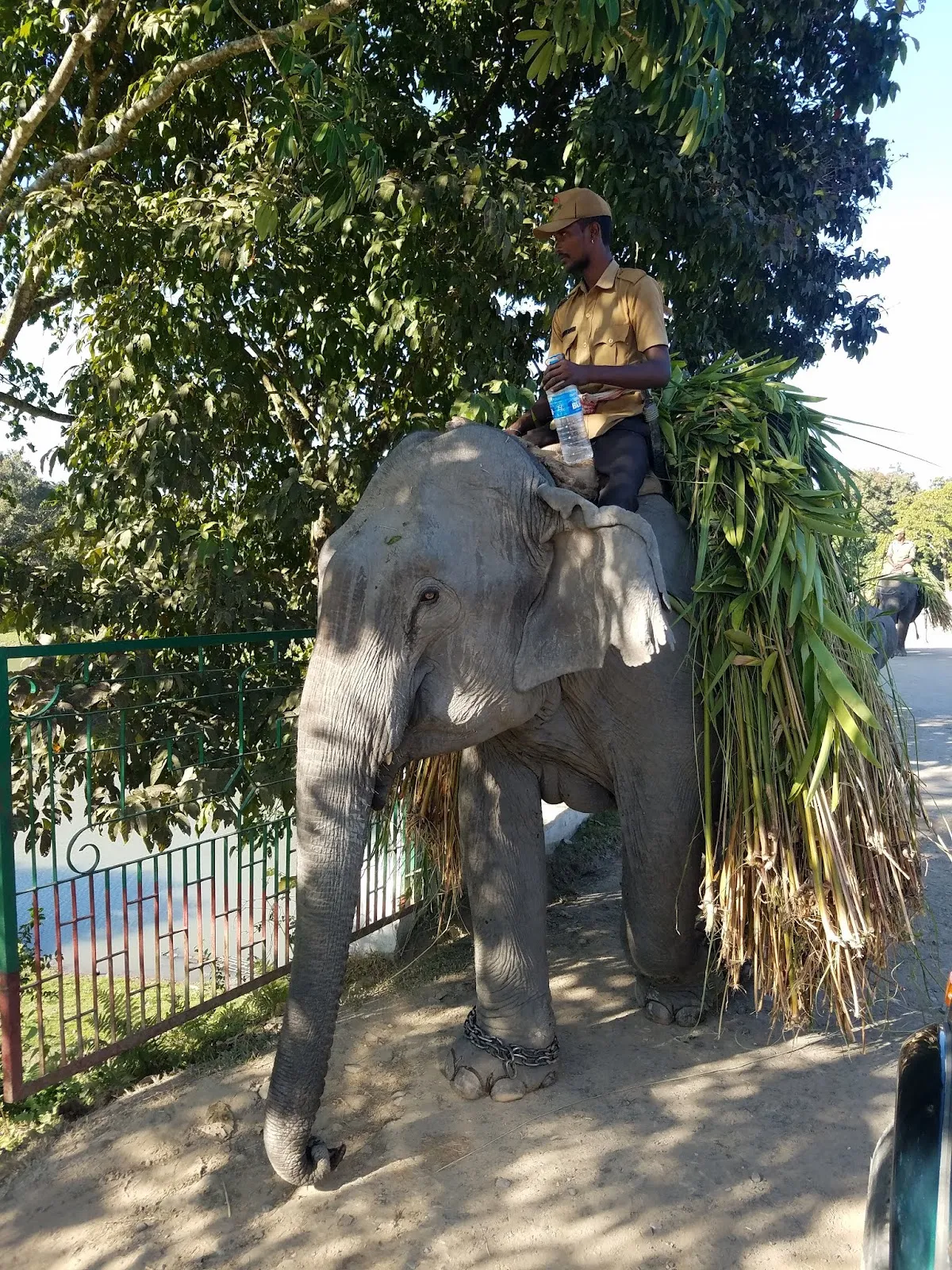 Kaziranga National Park - photo 3