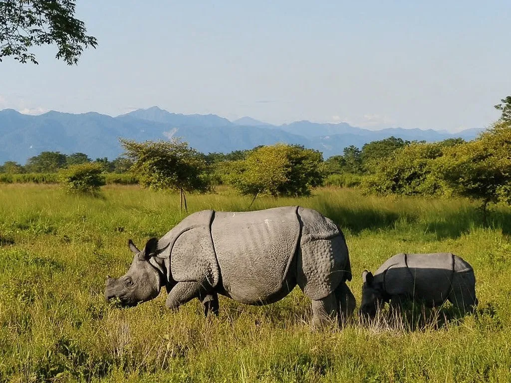 Manas National Park - photo 3