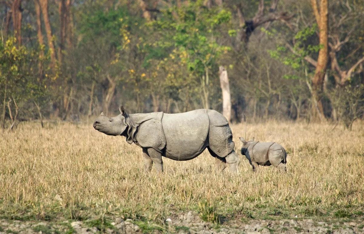 Indian one-horned rhinoceros at Pobitora Wildlife Sanctuary, Assam, highest rhino density in the world