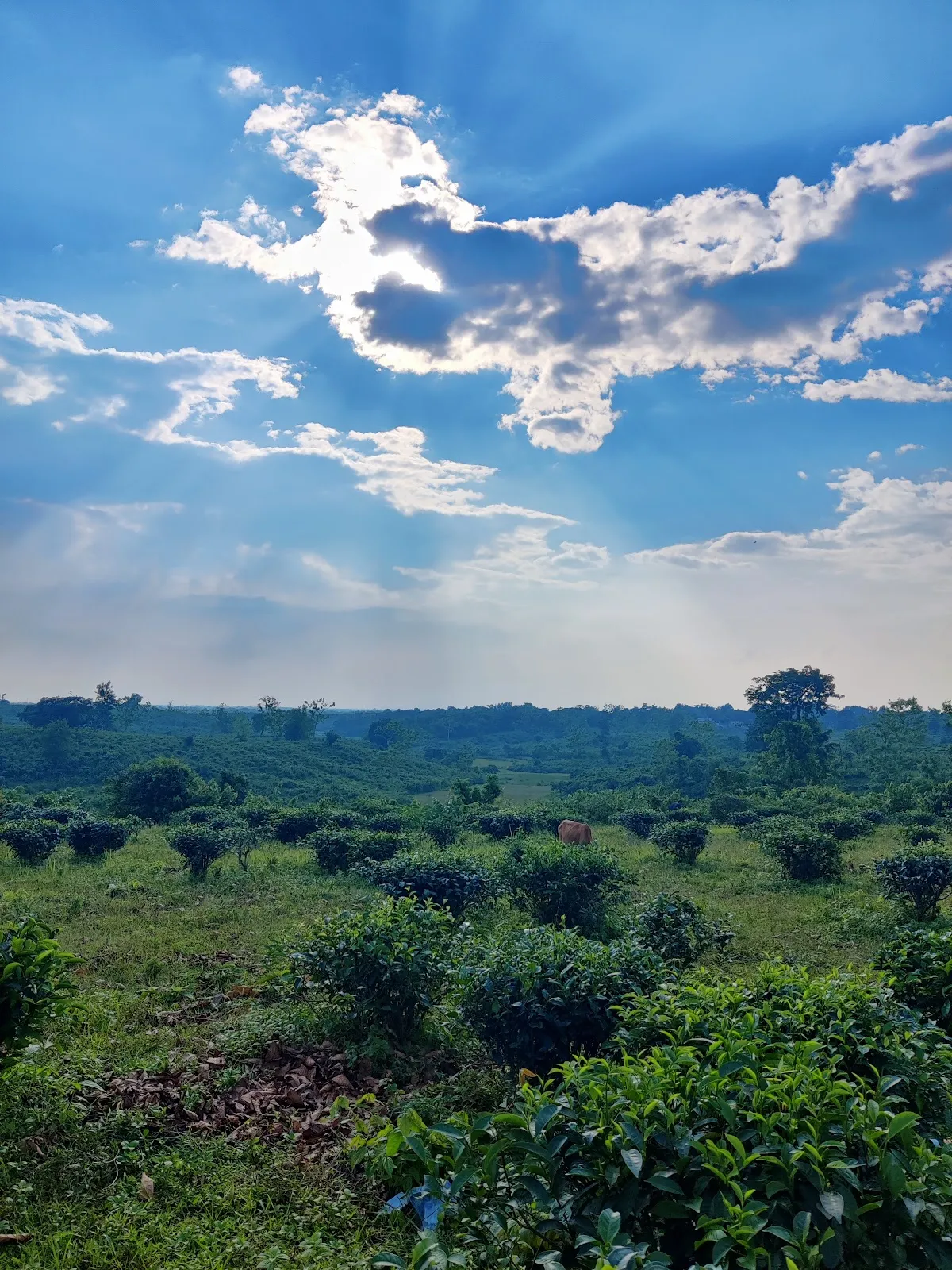 Lembucherra Tea Garden
