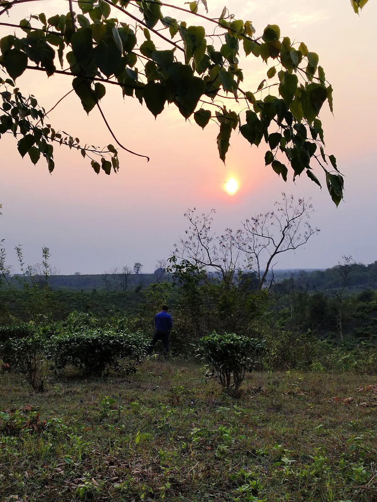 Lembucherra Tea Garden - photo 2