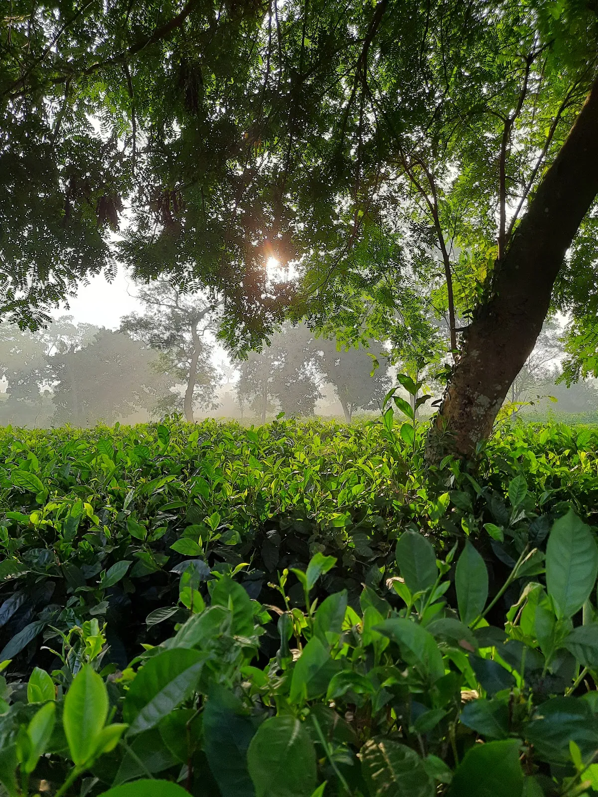 Lembucherra Tea Garden - photo 3