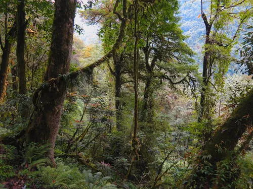 Kyongnosla Alpine Sanctuary - photo 2