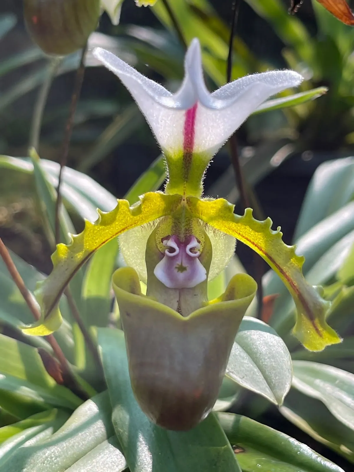 Kaziranga National Orchid and Biodiversity Park - photo 2