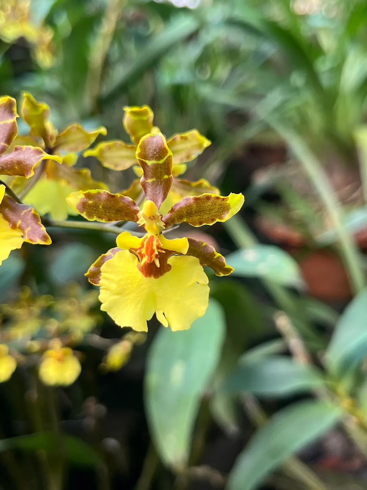 Kaziranga National Orchid and Biodiversity Park - photo 3