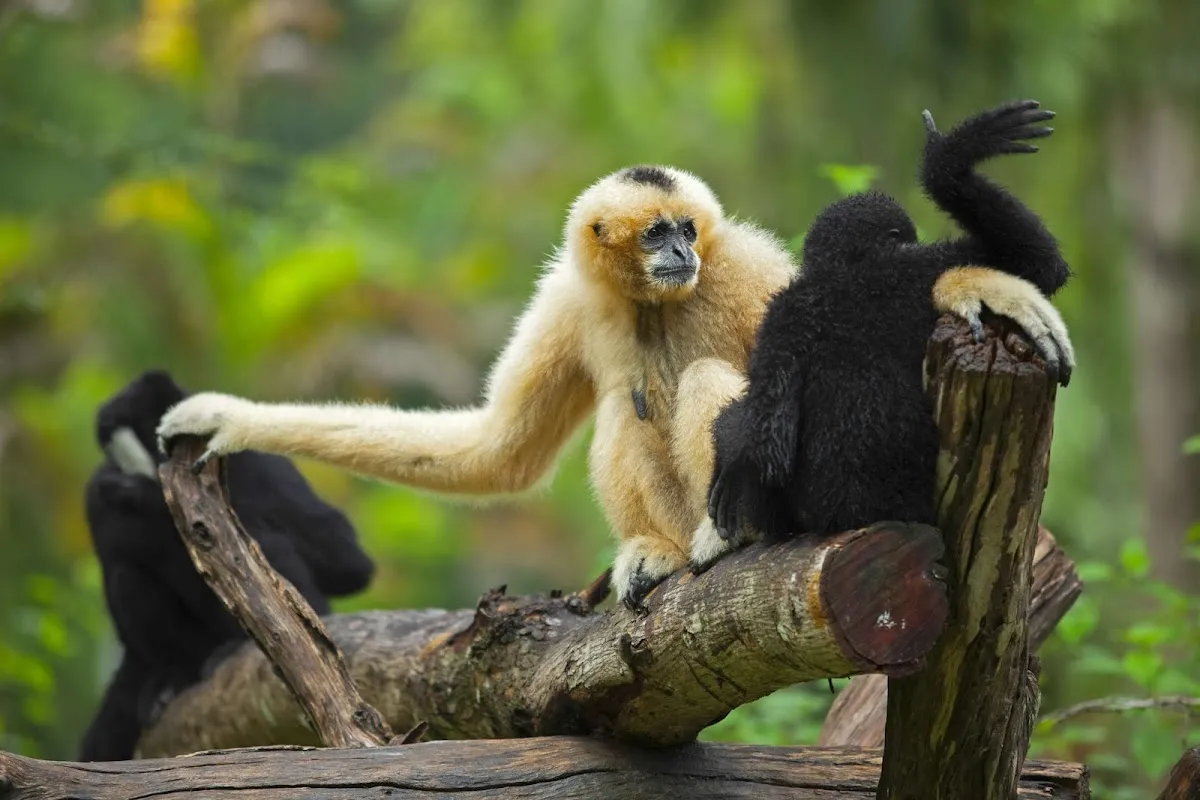Gibbon Wildlife Sanctuary - photo 2