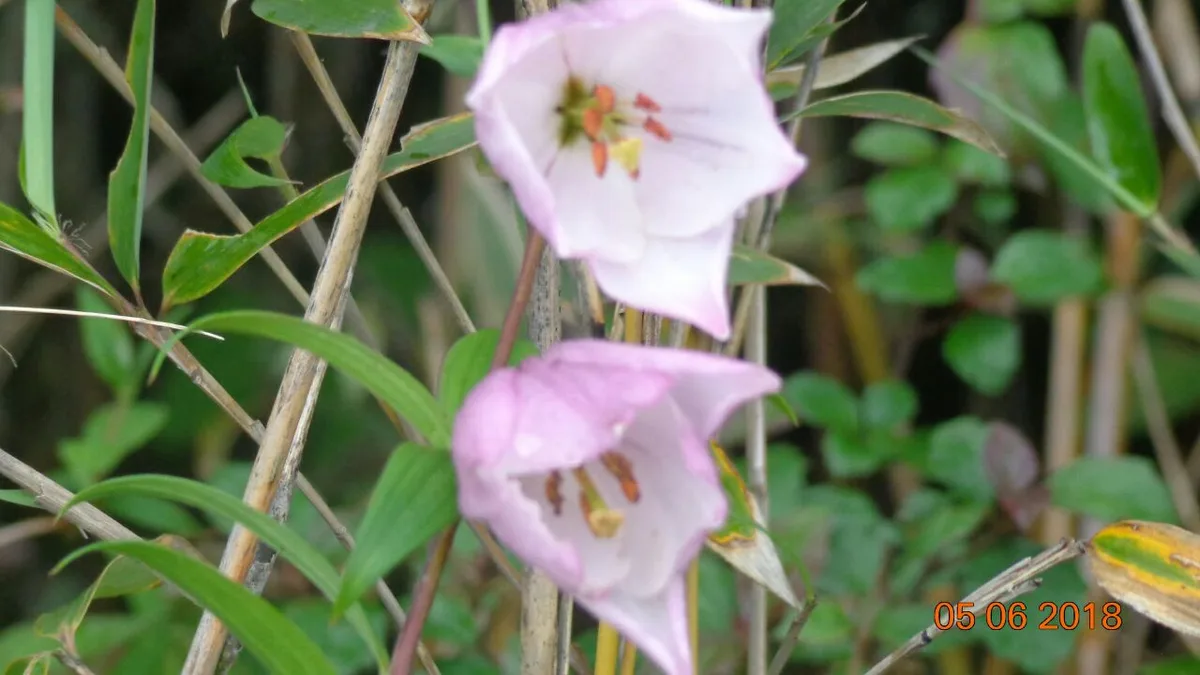 Shirui Lily Peak in Ukhrul, Manipur, the only place on Earth where the Shirui lily (Lilium mackliniae) grows wild