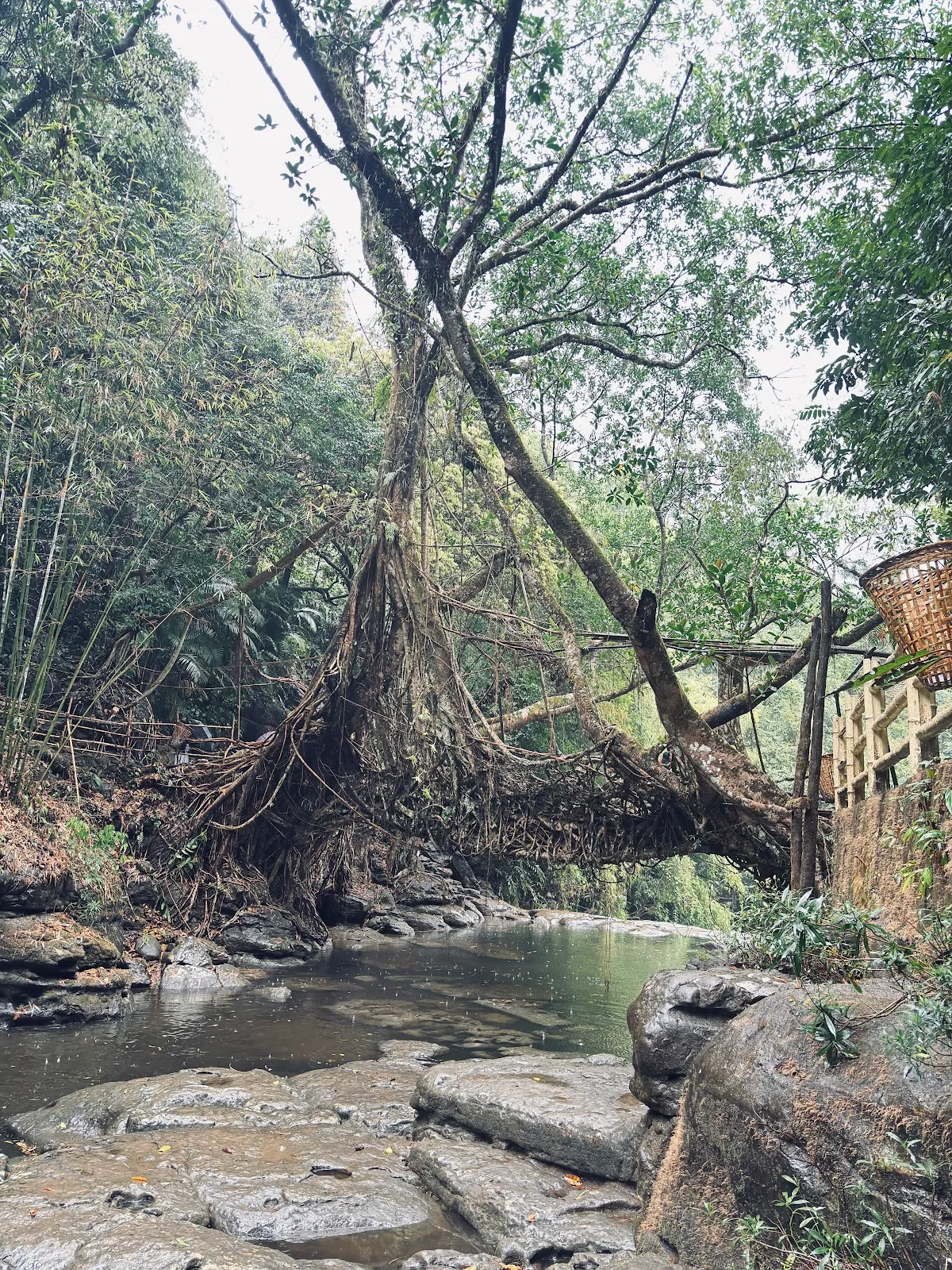 Riwai Living Root Bridge