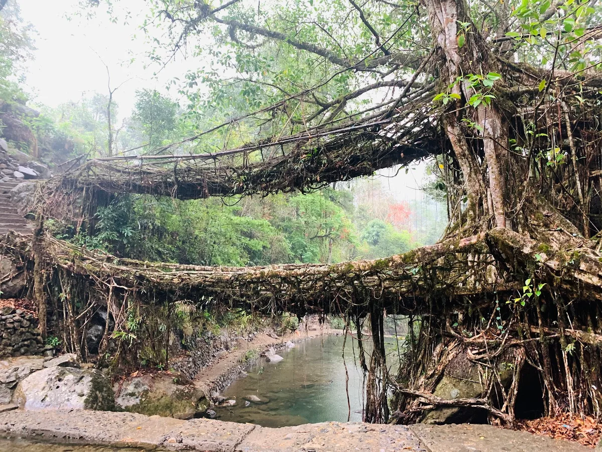 Living Root Bridges Meghalaya: Complete 2026 Hike Guide