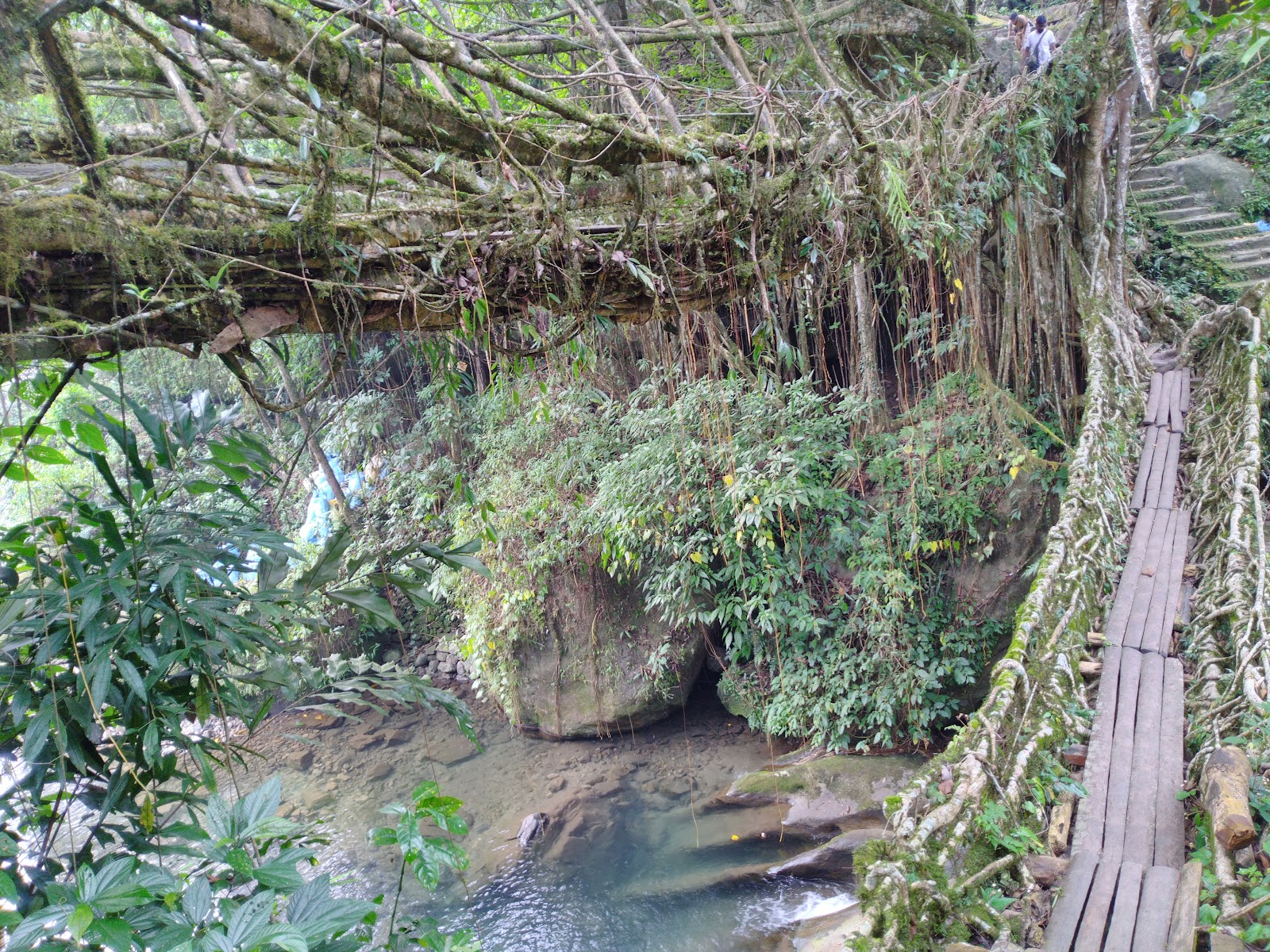 Double Decker Living Root Bridge photo 3