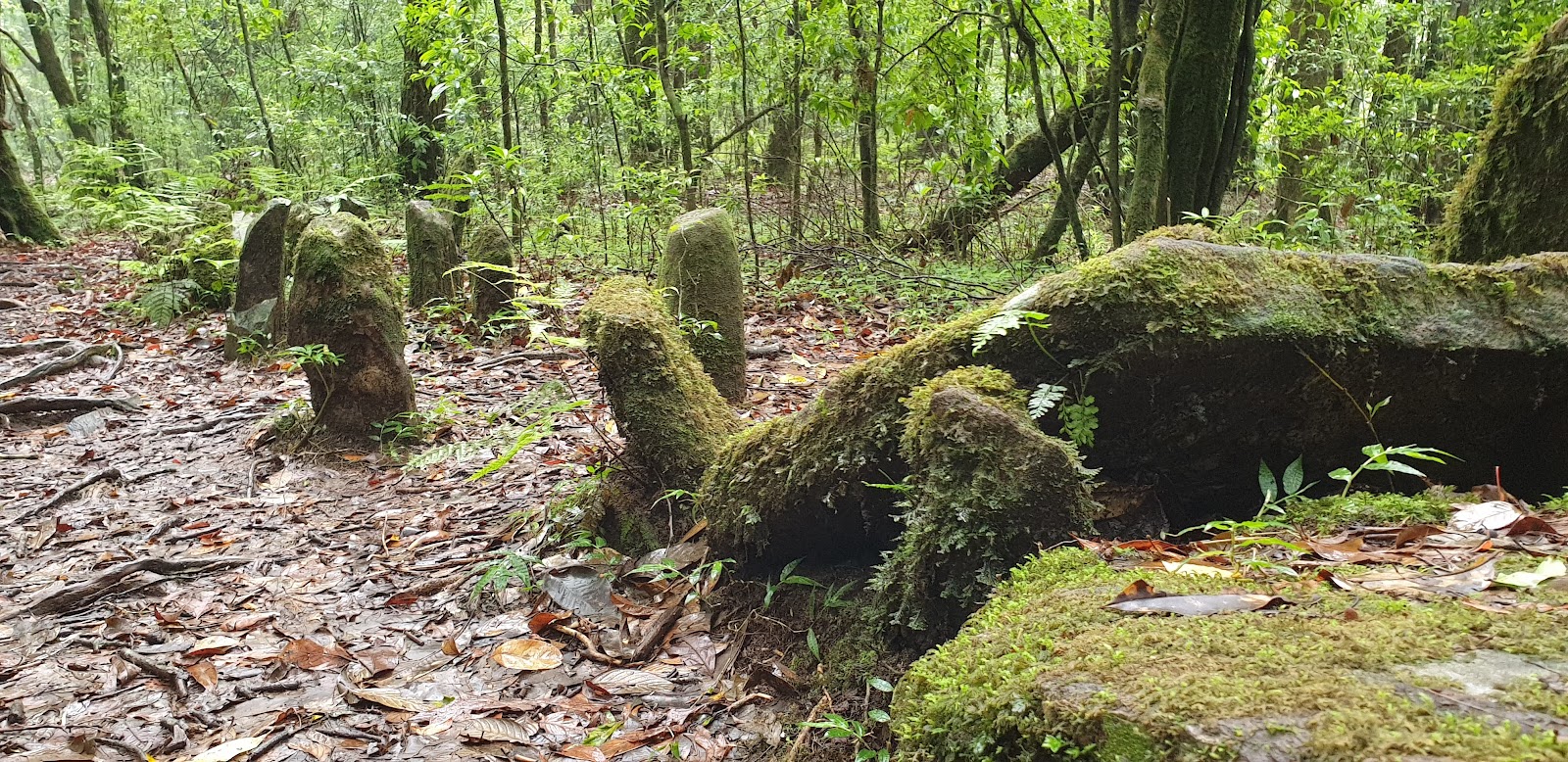 Mawphlang Sacred Grove photo 2