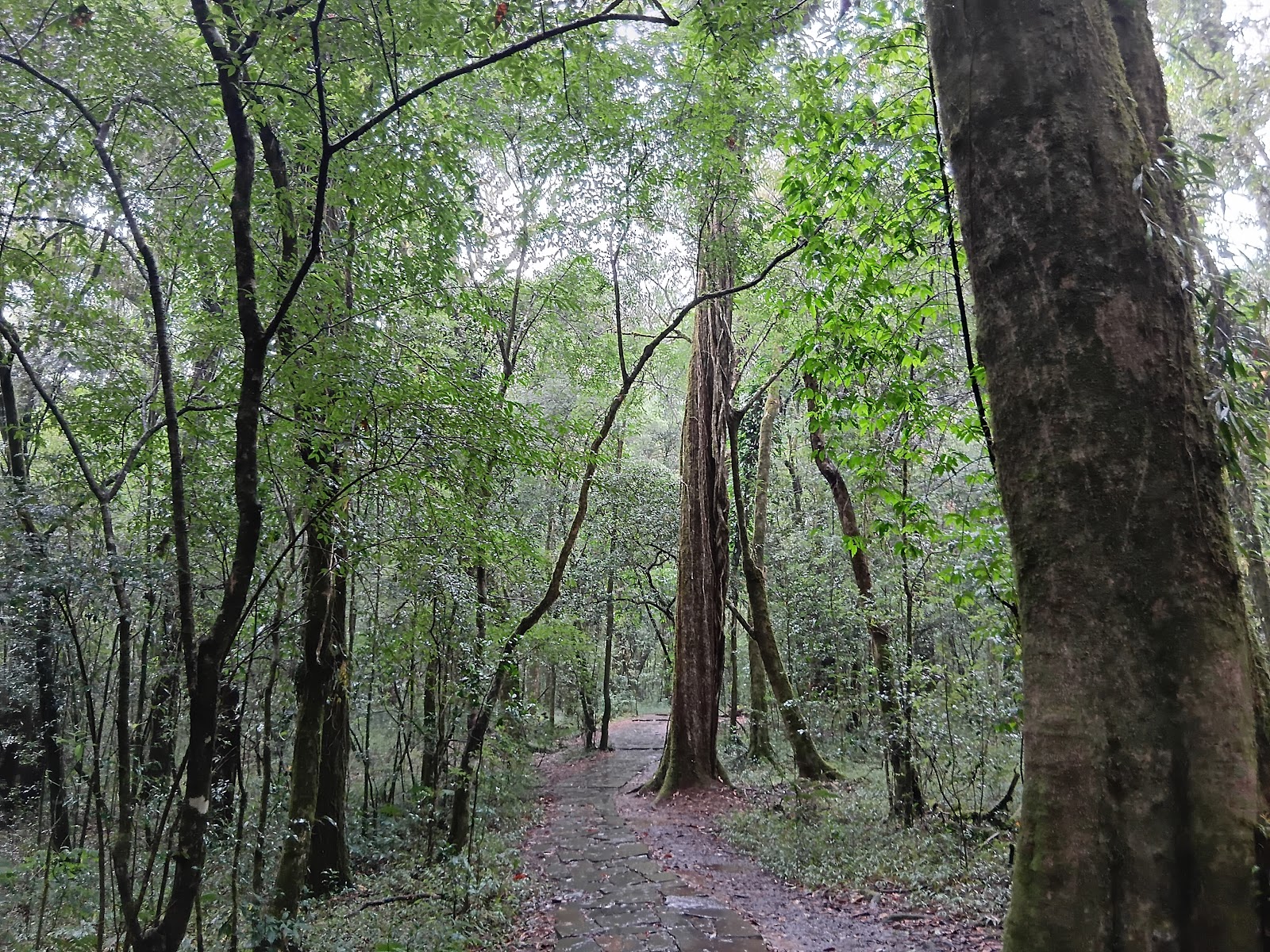Mawphlang Sacred Grove photo 3
