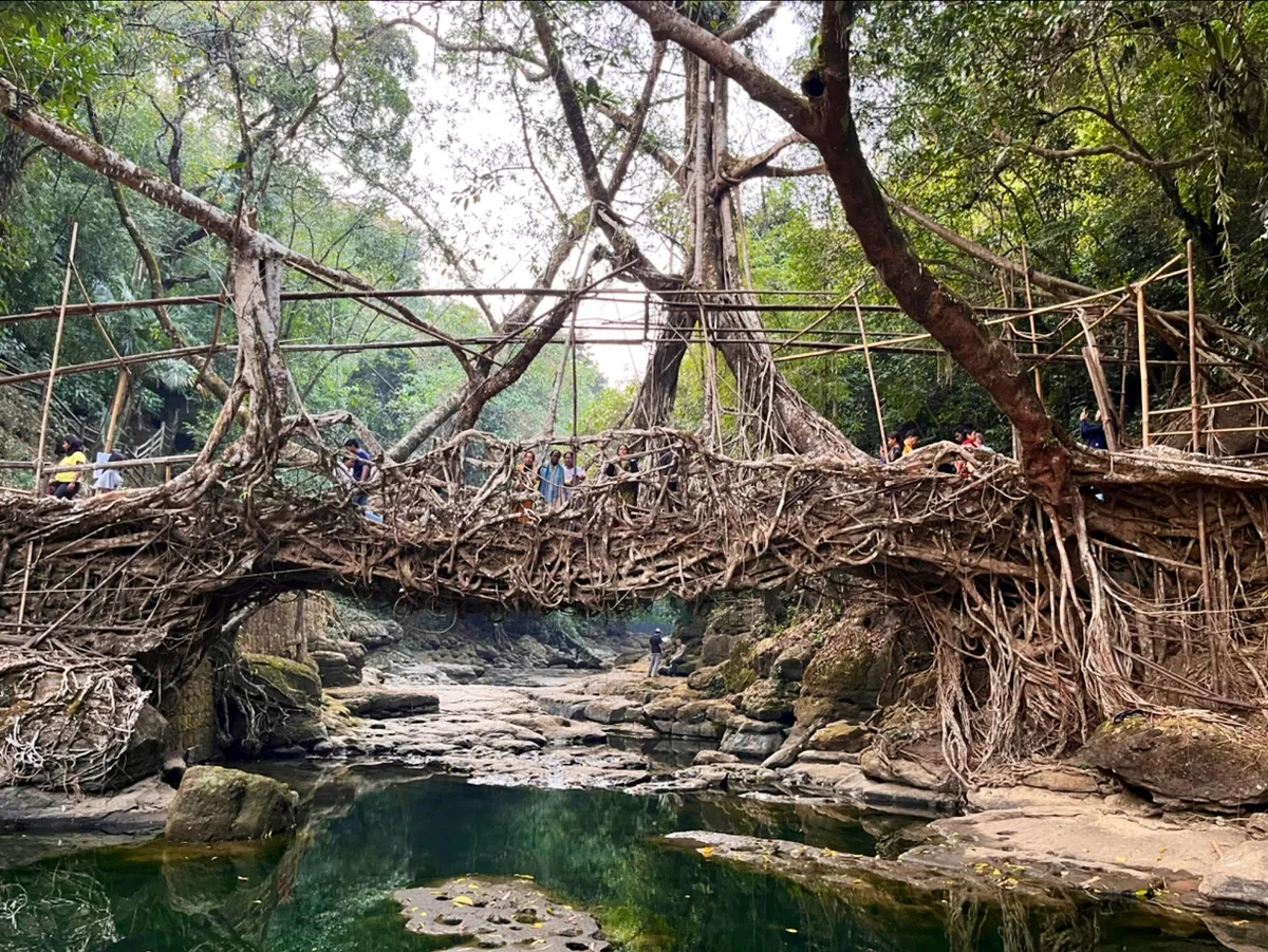 Riwai (Jingmaham) Living Root Bridge near Mawlynnong, Meghalaya, a single-span bridge approximately 300 years old, accessible in 15 minutes