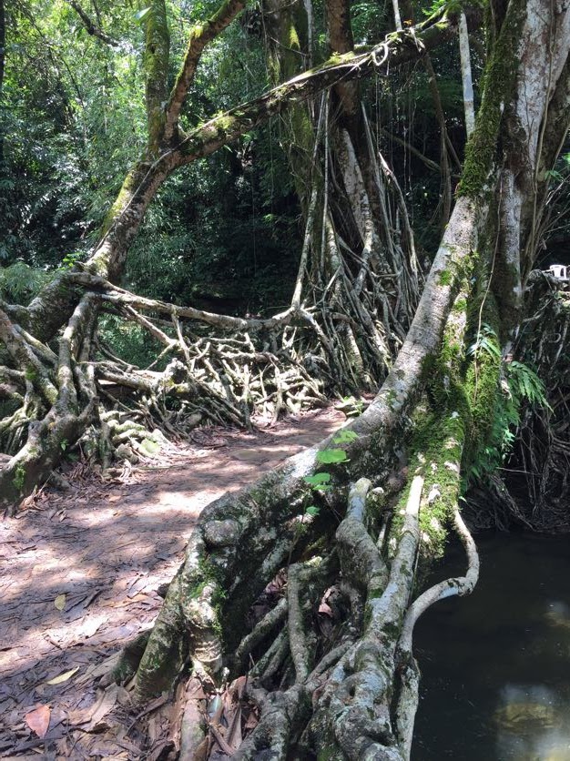 Riwai Living Root Bridge photo 2