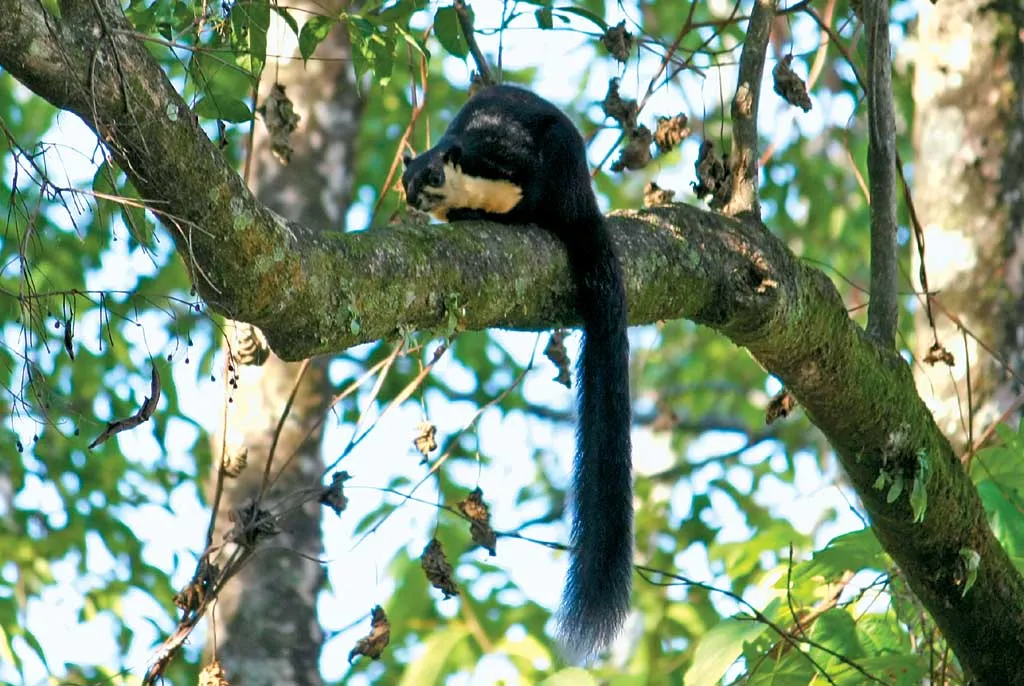 Namdapha National Park & Tiger Reserve