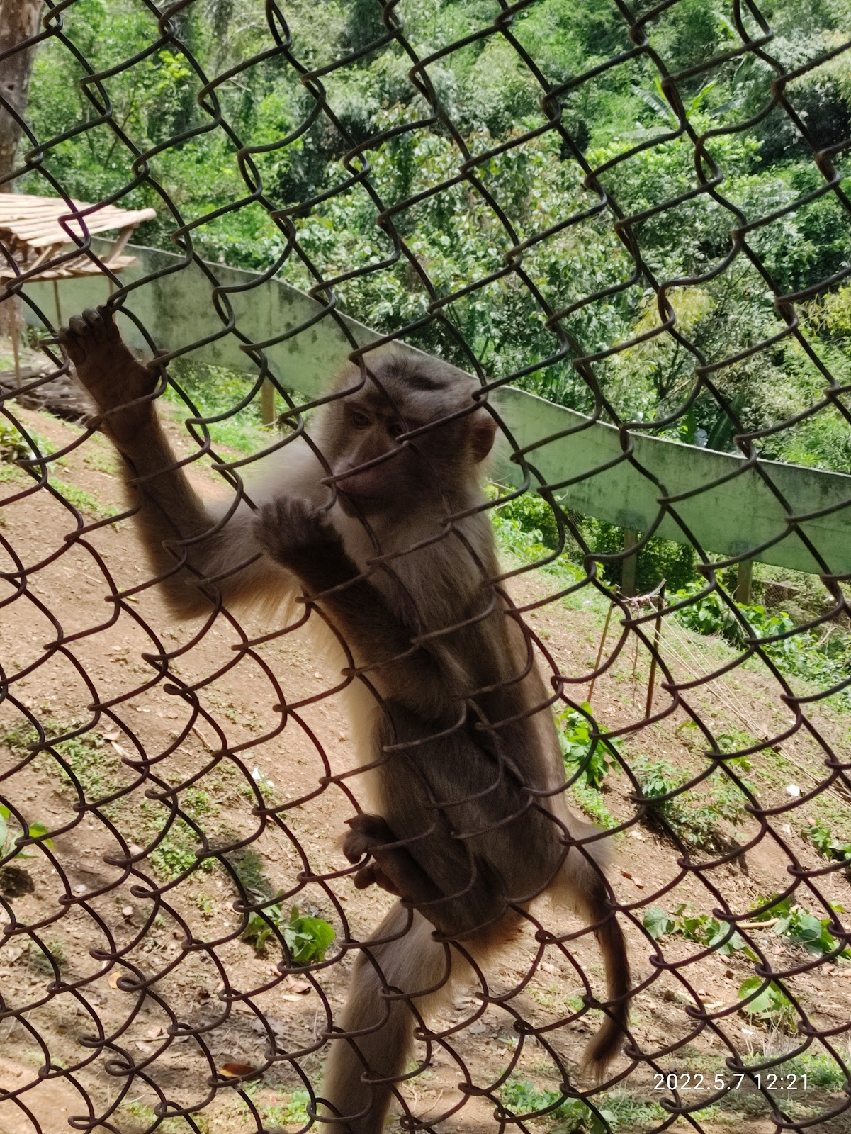 Aizawl Zoological Park photo 3