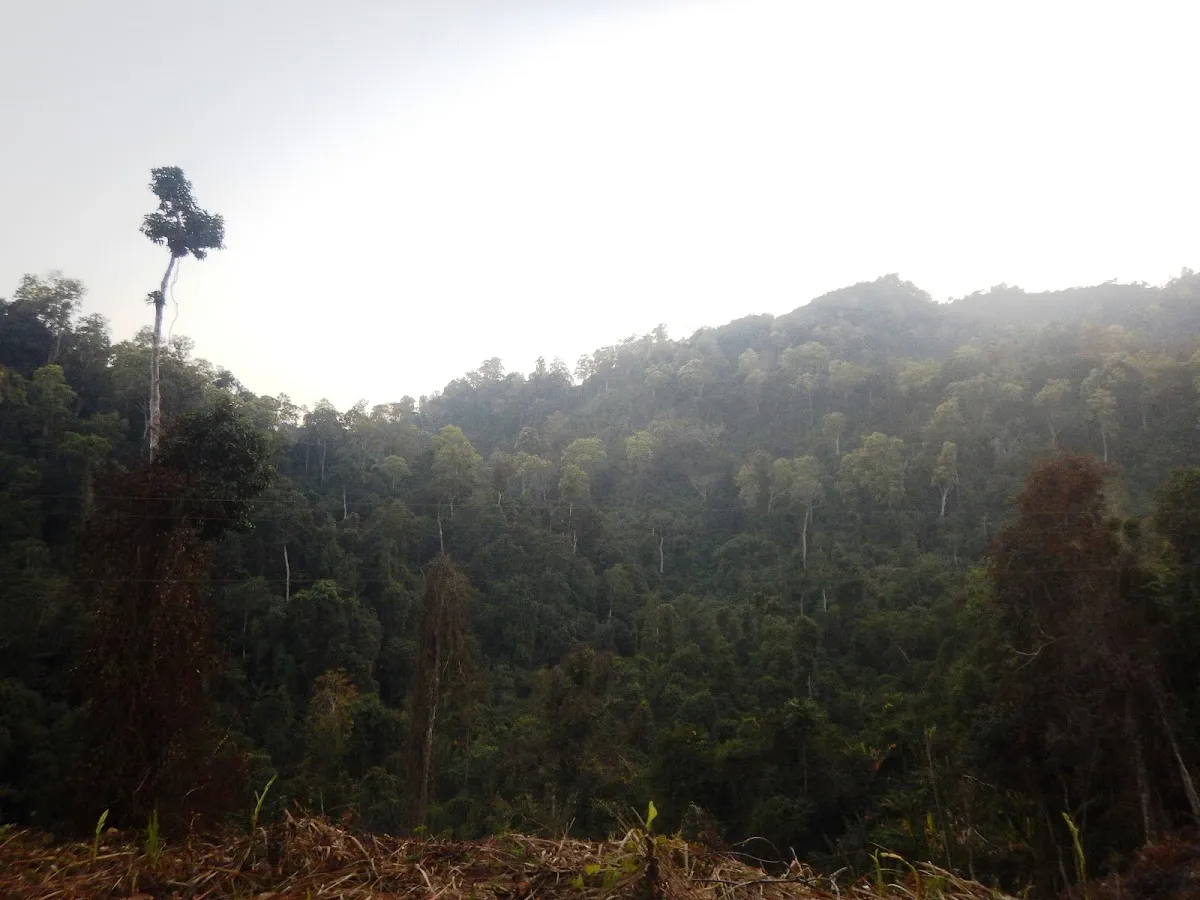 Ngengpui Wildlife Sanctuary - photo 3