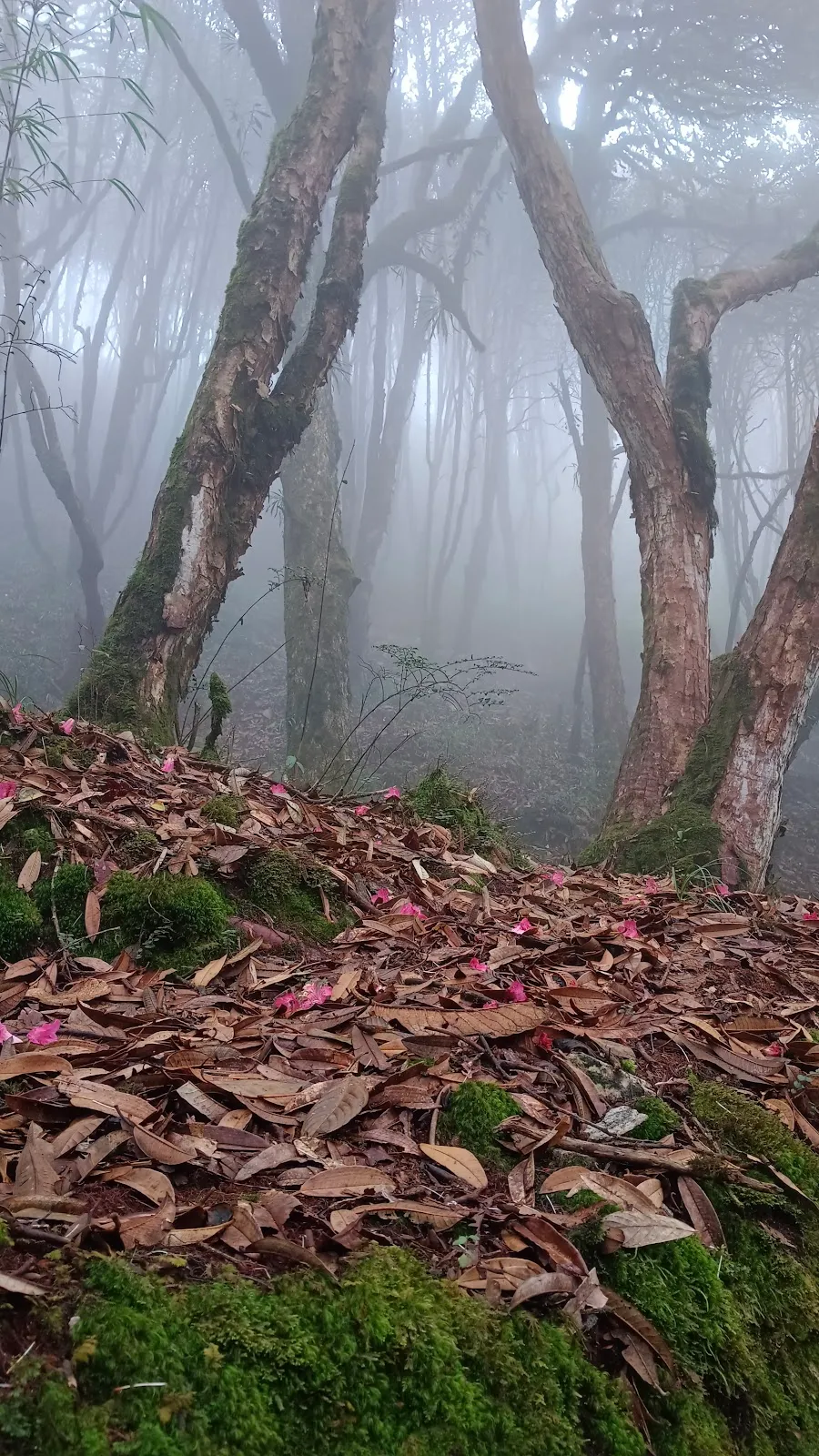 Varsey Rhododendron Sanctuary