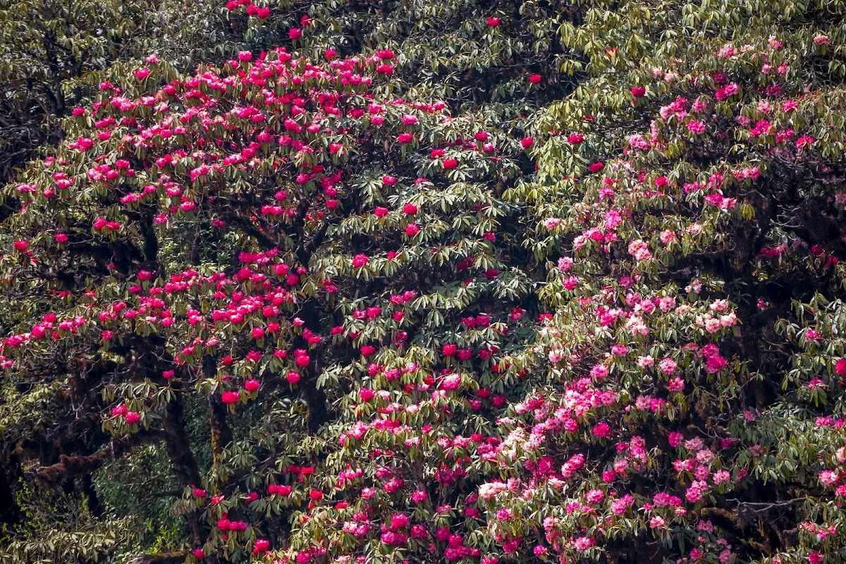 Varsey Rhododendron Sanctuary - photo 2