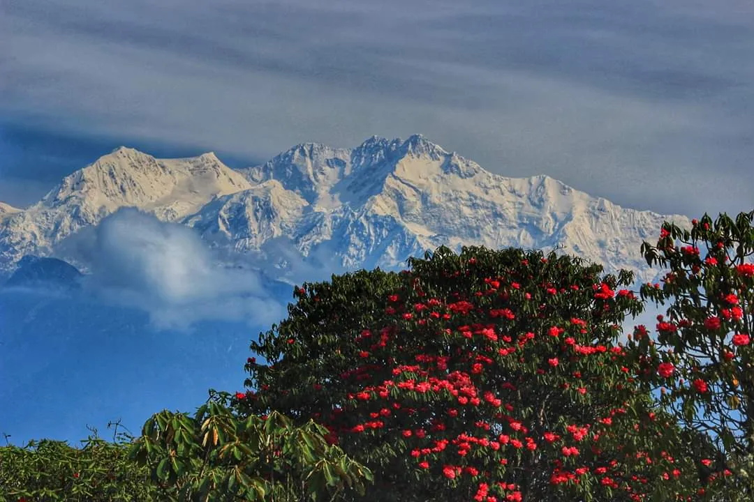 Varsey Rhododendron Sanctuary - photo 3