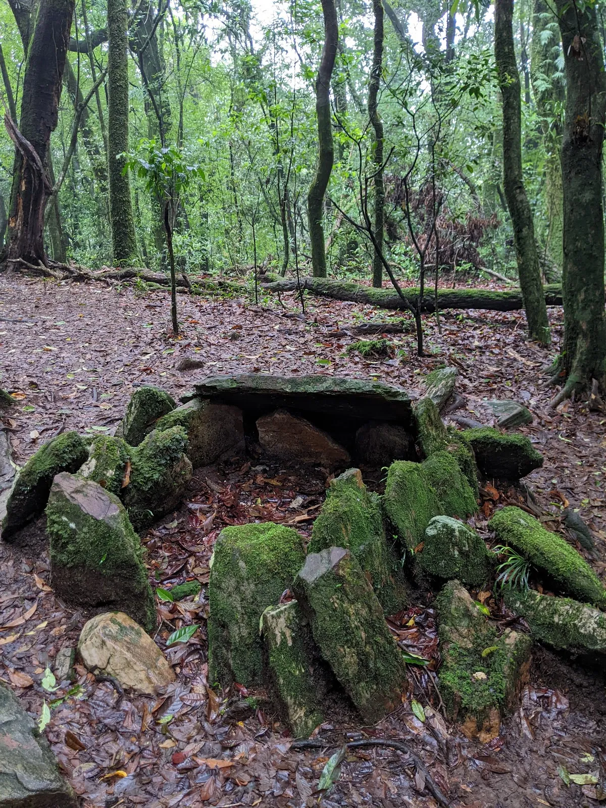 Mawphlang Sacred Grove