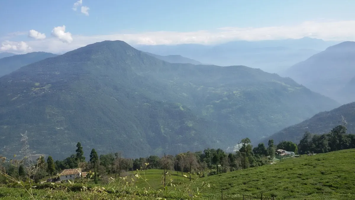 Temí tea garden ,south Sikkim - photo 3