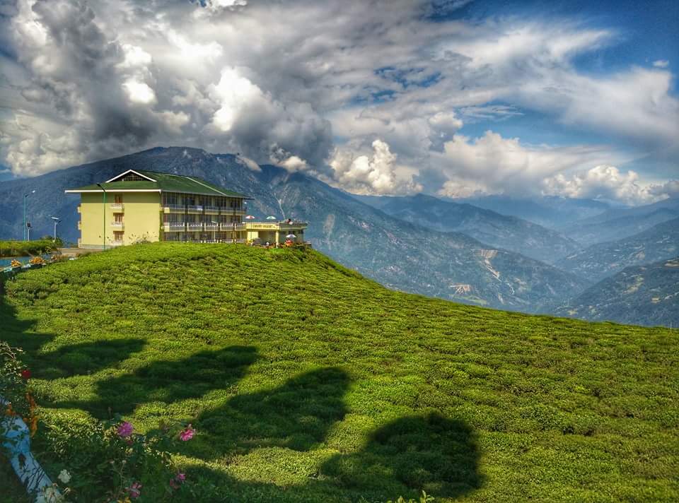 Temí tea garden ,south Sikkim