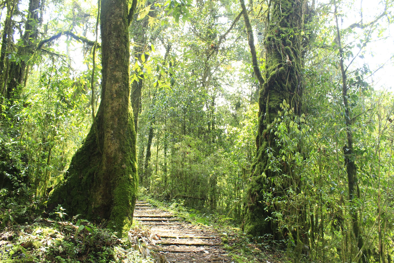 Tendong Hilltop photo 2