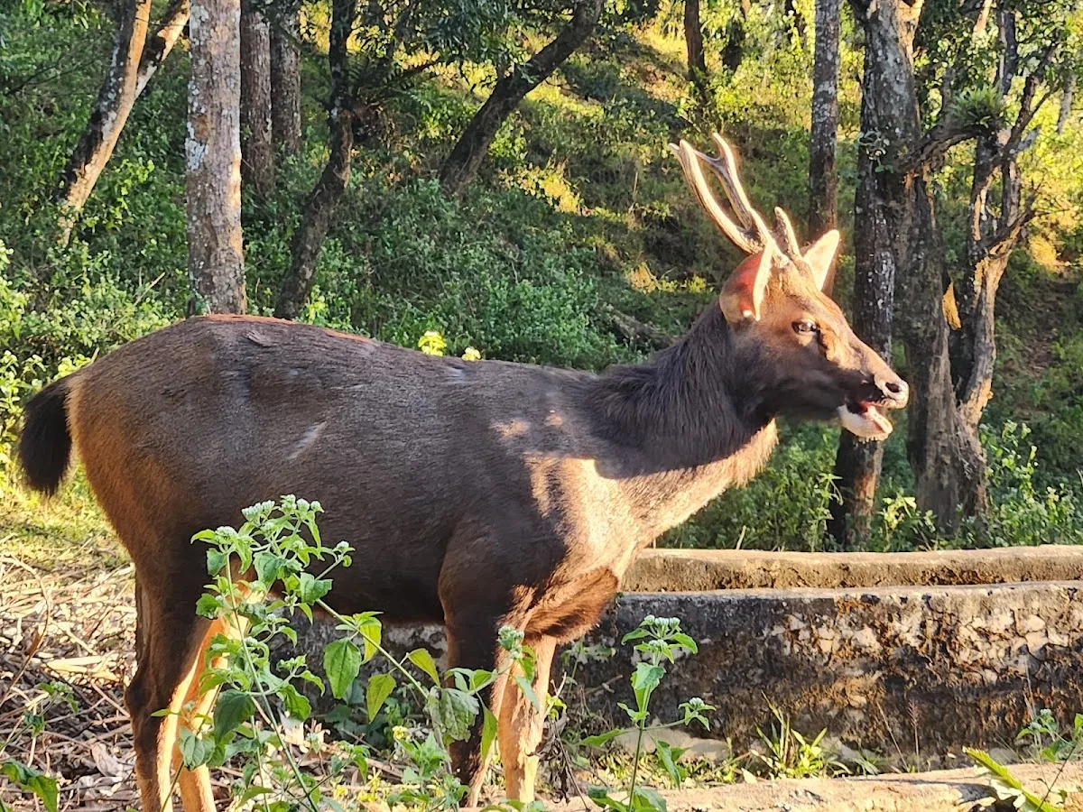Deer Park, Thenzawl