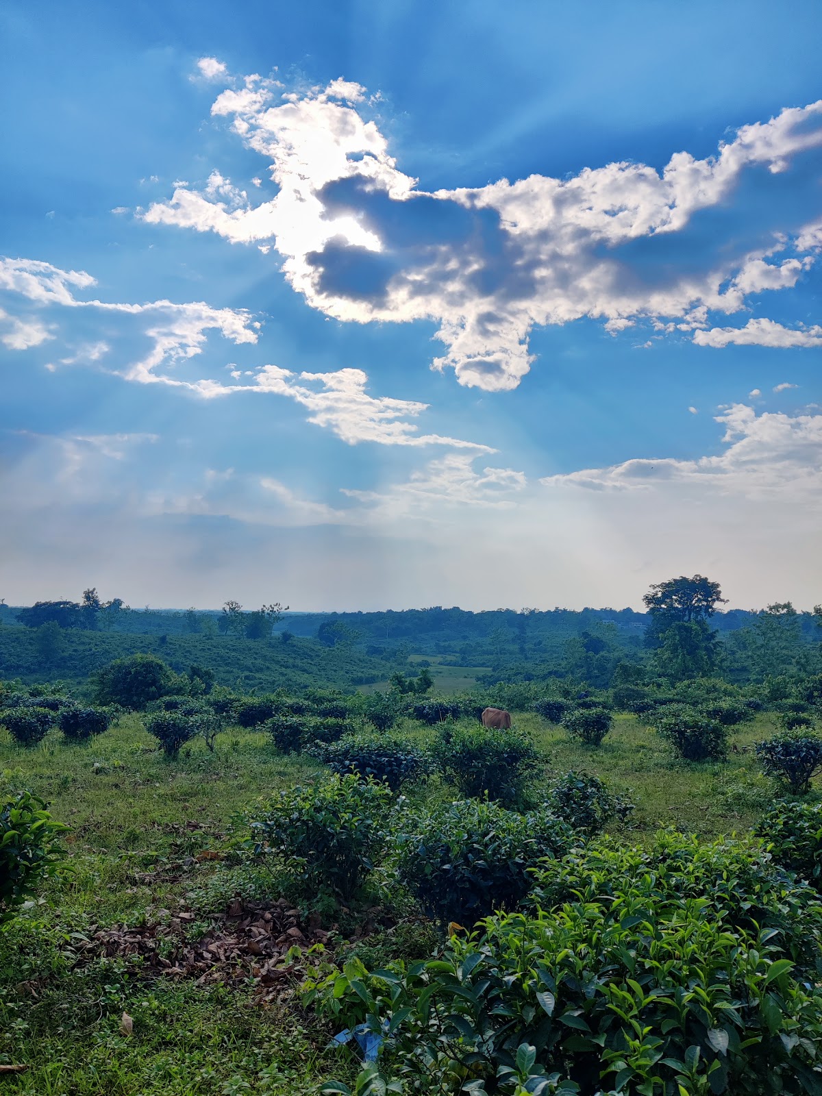 Lembucherra Tea Garden