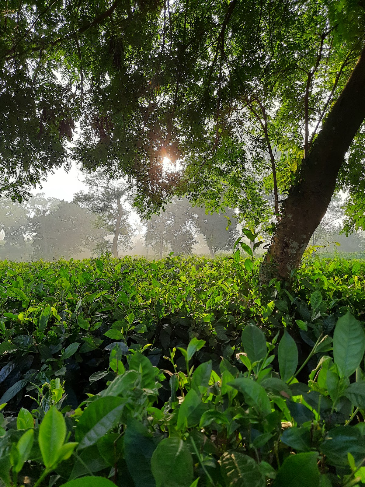 Lembucherra Tea Garden photo 3
