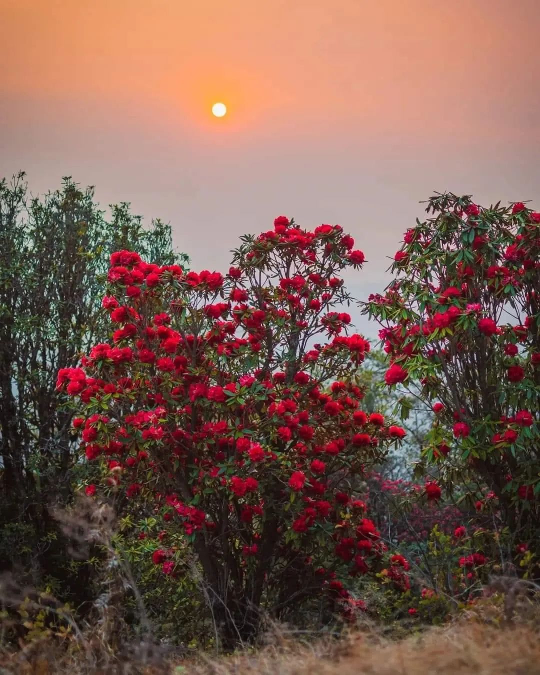 Shirui Lily Peak