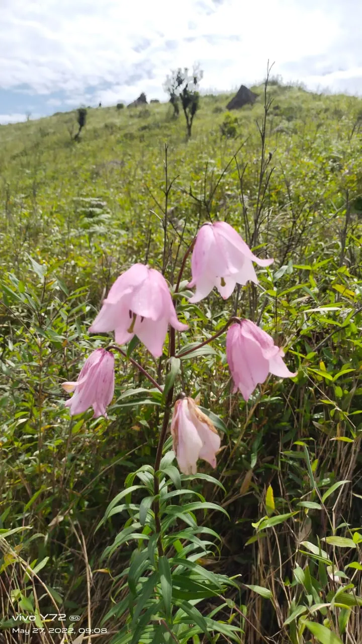 Shirui Lily Peak - photo 2